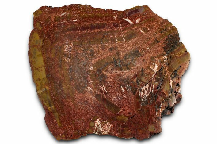 Polished Petrified Wood (Araucarioxylon) - Arizona #352610